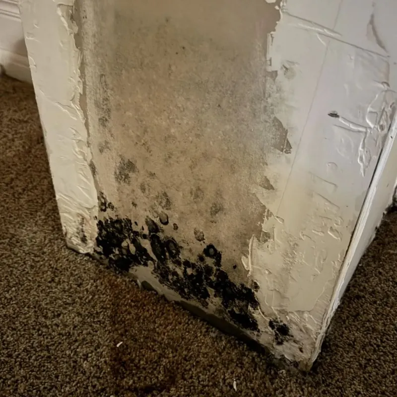 Professional Mold Removal in Winona, MS